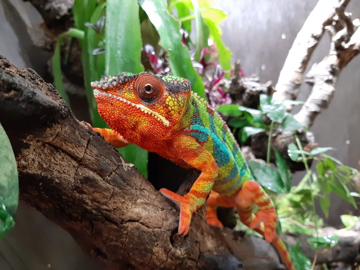 Berkenhof’s Tropical Zoo & Vlindertuin - Uit Met Kinderen