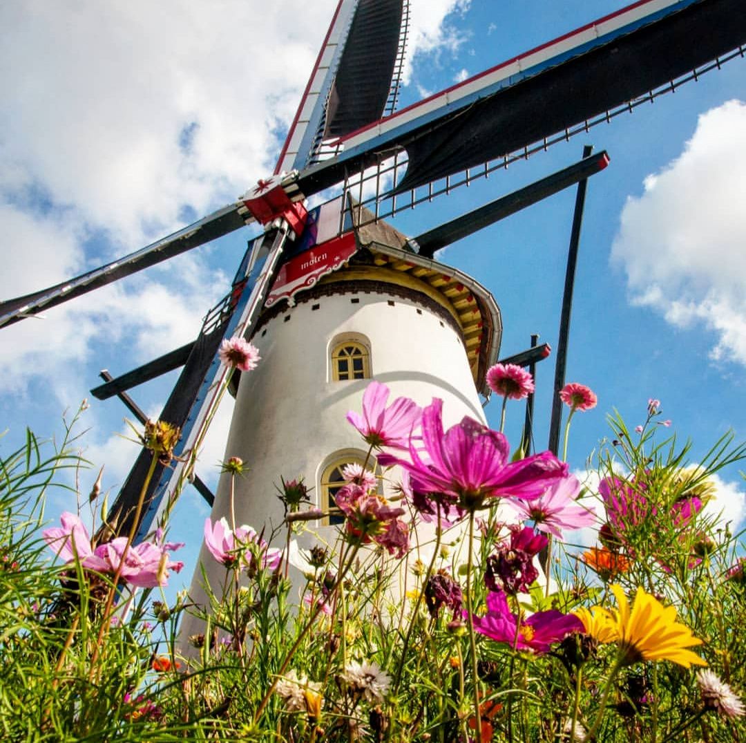 Molenwoensdagmiddagen op de molens van Weert