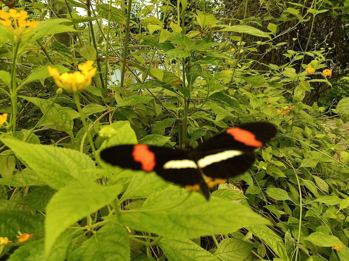 Vlinderparadijs Papiliorama - Uit Met Kinderen