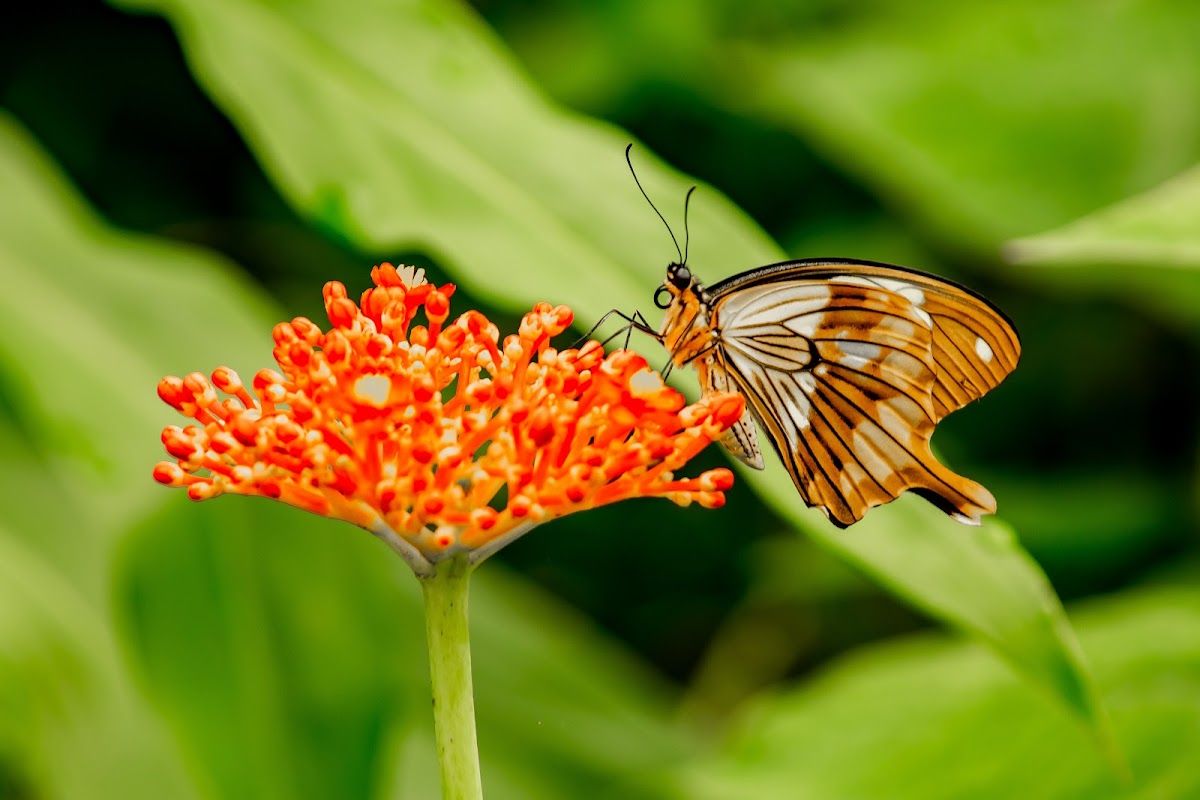 Vlinderparadijs Papiliorama - Kinderfeestje.nl