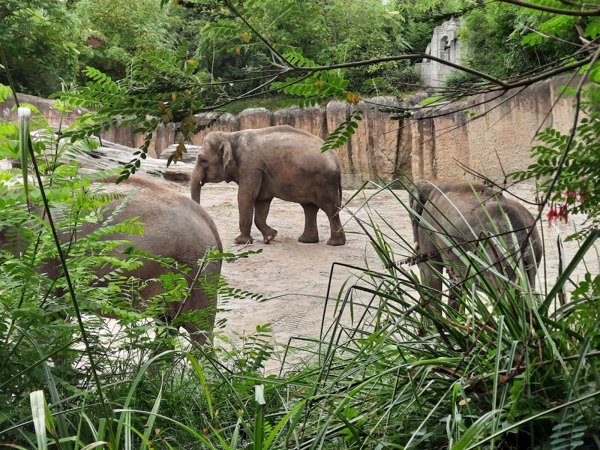 WILDLANDS Adventure Zoo Emmen Kinderfeestje nl wildlands-adventure-zoo-emmen-kinderfeestje-nl